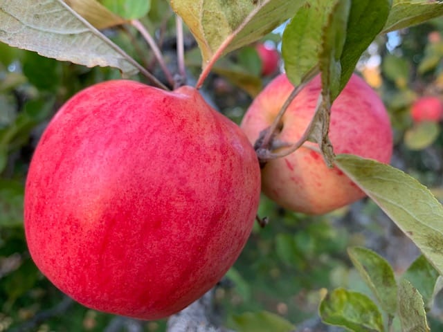 Naturliga äppelrecept: Läkande och hälsosamma godsaker för alla smaker 8 appelgrot 1