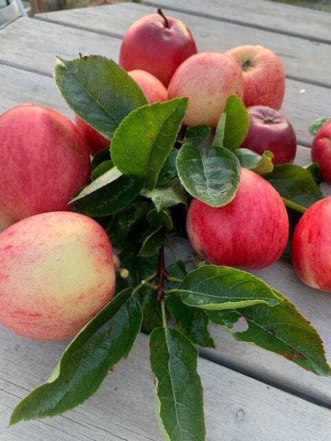 Naturliga äppelrecept: Läkande och hälsosamma godsaker för alla smaker 2 roda applen 1 rotated 1