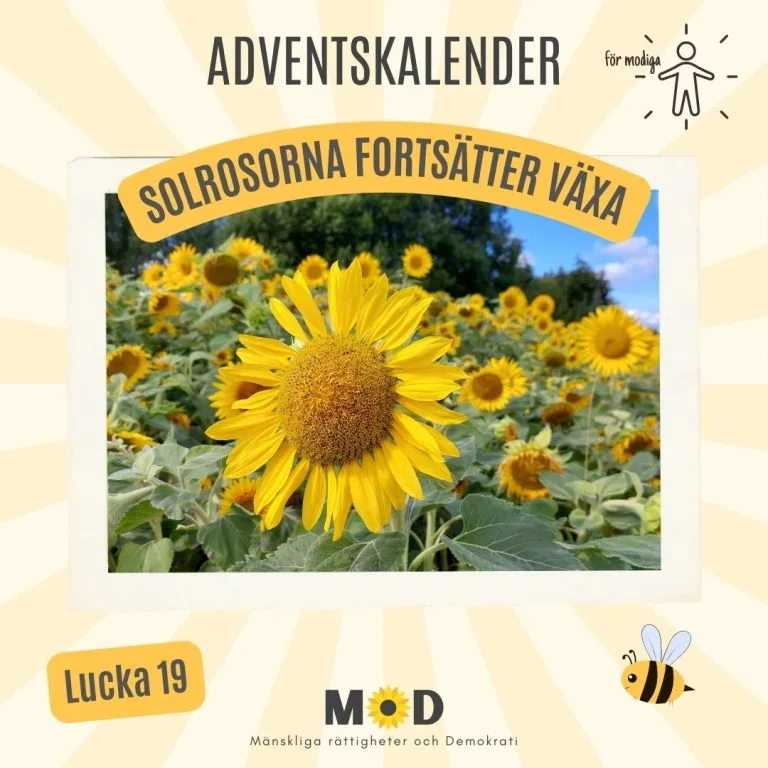 🌻 Lucka 19 | Solrosorna fortsätter växa 21 🌻 Lucka 19 | Solrosorna fortsätter växa